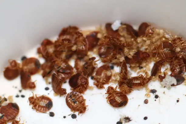 Bedbug pest control delhi dwarka professional pest management service for safe and hygienic environment