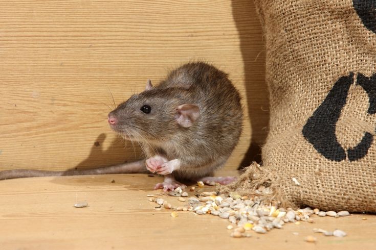 Rat control Delhi services for homes kitchens offices and restaurants with guaranteed rodent protection