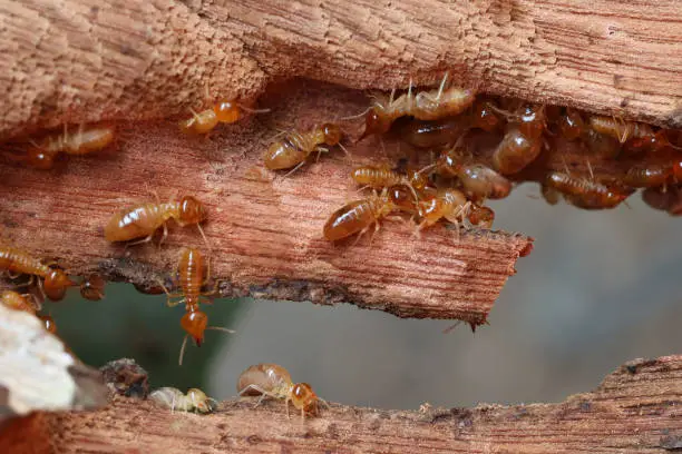 Same day termite pest control Rohini Sector 24 for termite, bed bug and general pest control treatment services