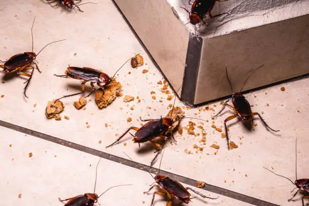 Reliable Rajouri Garden pest control service for termite cockroach mosquito insect ant fly removal with safe methods