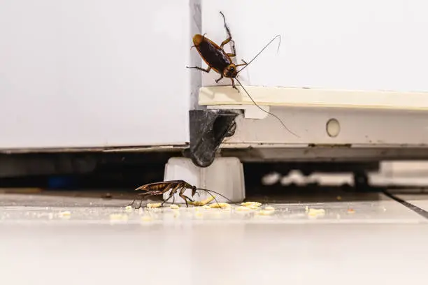 pest control service in dwarka for cockroach rodent mosquito cockroach and general pest removal services