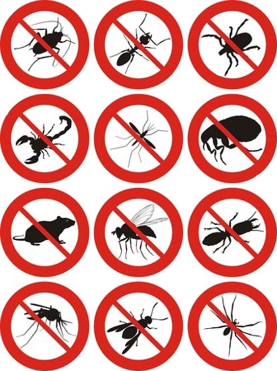 Pest control services in South Delhi for termites rodents cockroaches and bed bug infestations today