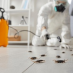 Affordable pest control in Uttam Nagar with expert solutions for bed bugs, ants, rats and termite control