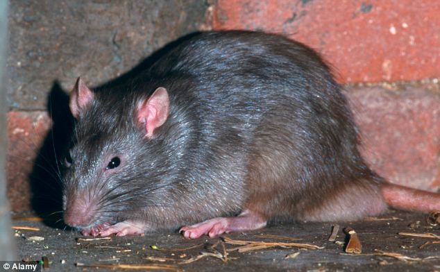 Rat control services in Delhi for residential and commercial properties with quick pest treatment support