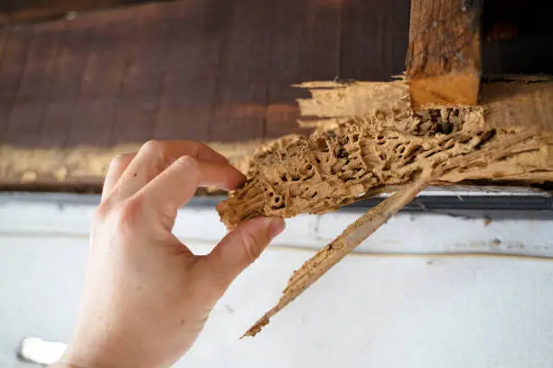Expert pest control in Rajouri Garden Delhi for termite cockroach mosquito insect ant fly control and prevention services