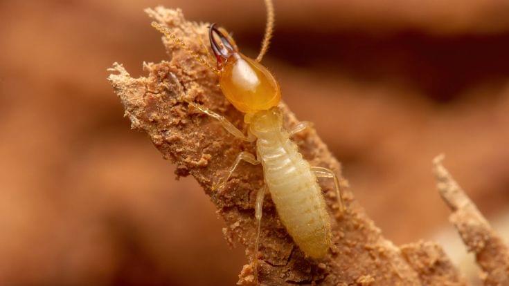 Termite Pest control services in West Delhi for home and office