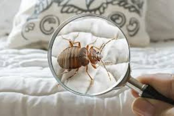 Bed bug pest control Rajouri Garden specialists