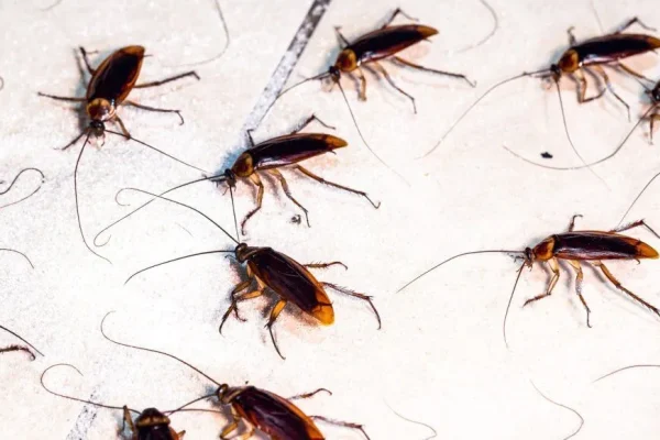Eco-friendly cockroach pest control Delhi for termites