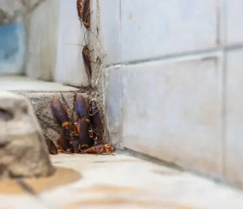 Best cockroach pest control Rohini Sector 3 for safe, eco-friendly and long-lasting pest removal solutions for homes