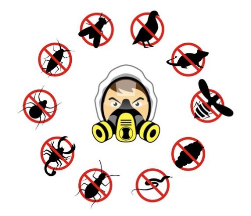 pest control West Delhi effective solution