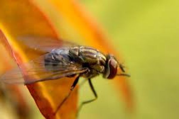 Residential pest control in Janakpuri Delhi