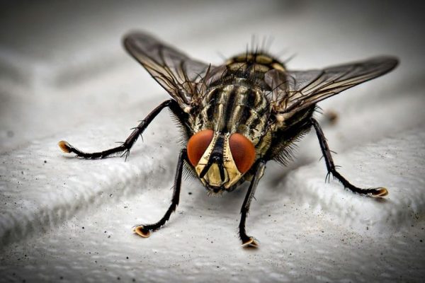 Fly Pest control services in Delhi NCR fast response