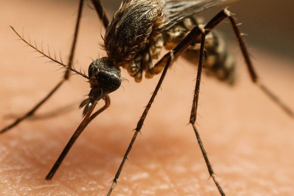 Mosquito Pest control Delhi expert solutions for all pests
