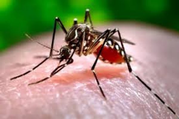Mosquito pest control services in West Delhi