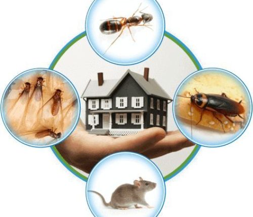 Pest control Subhash Nagar affordable services