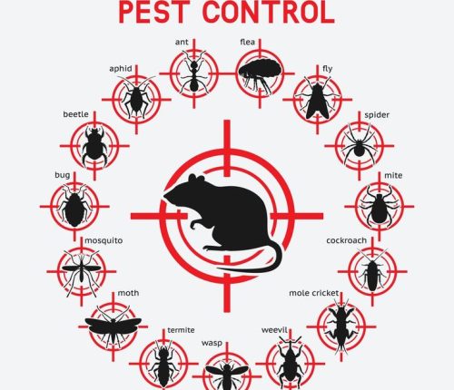 Home pest control services in Delhi NCR