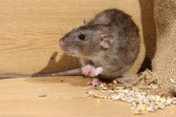 Rat Pest control Delhi NCR certified technicians