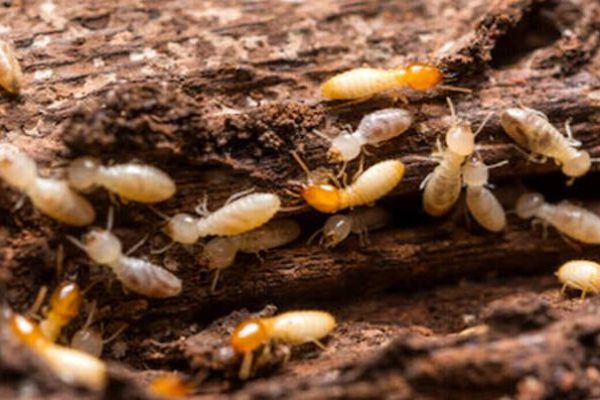 Best pest control services in Delhi with guarantee