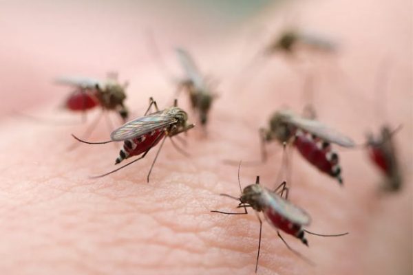 Quick best mosquitoes pest control services in Delhi for offices