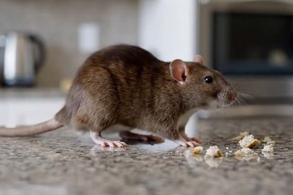 Rat control Delhi experts using advanced rodent removal techniques for homes and office spaces