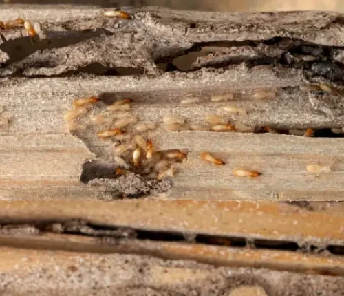 termite control dwarka service for home and office safe termite treatment and pest removal solutions