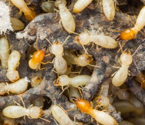 Pest control Uttam Nagar price list for termite control, cockroach treatment and mosquito pest services